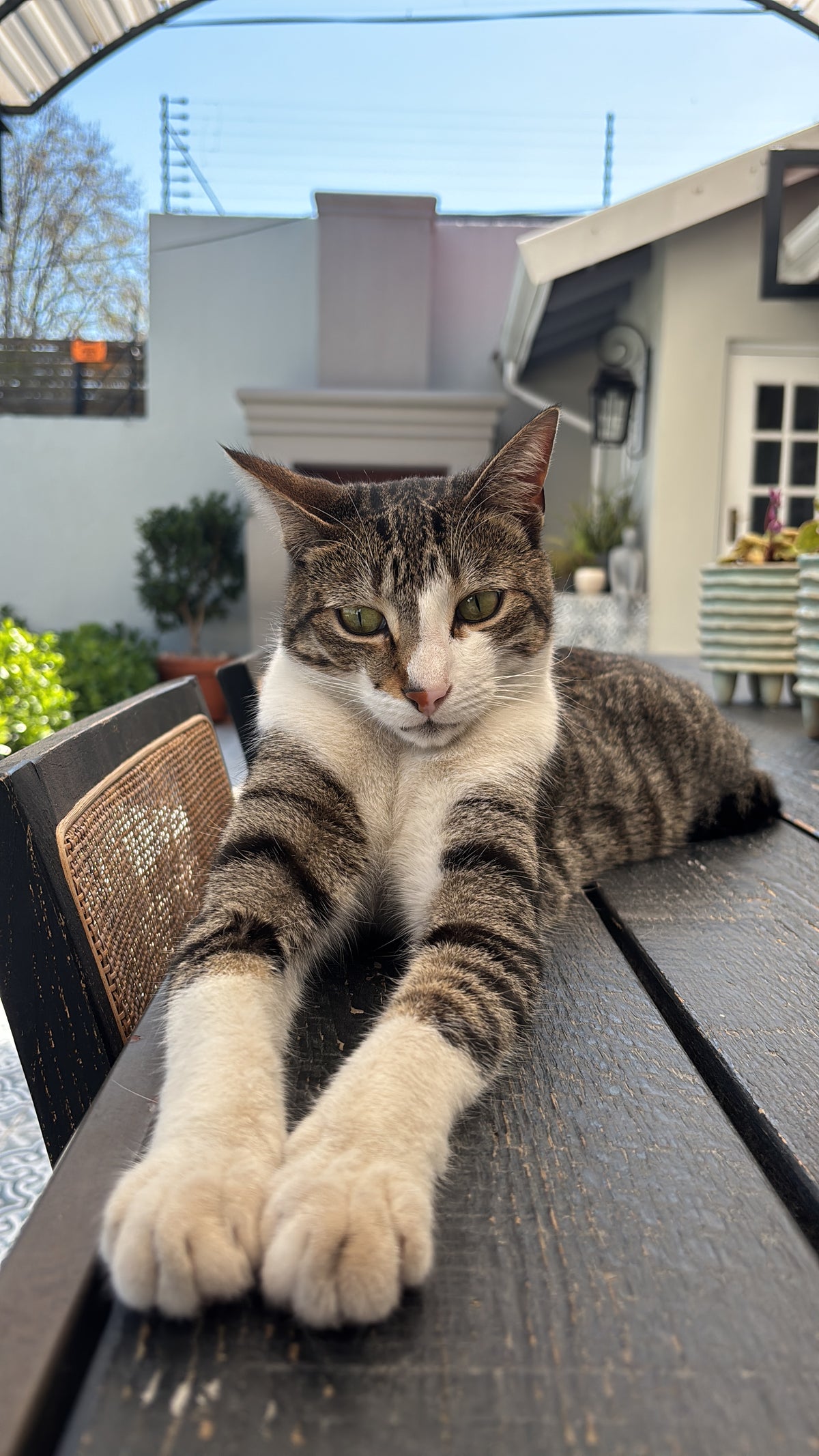 Cats